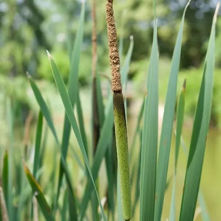 Logis Hôtel-restaurant D'imsthal La Petite-Pierre
